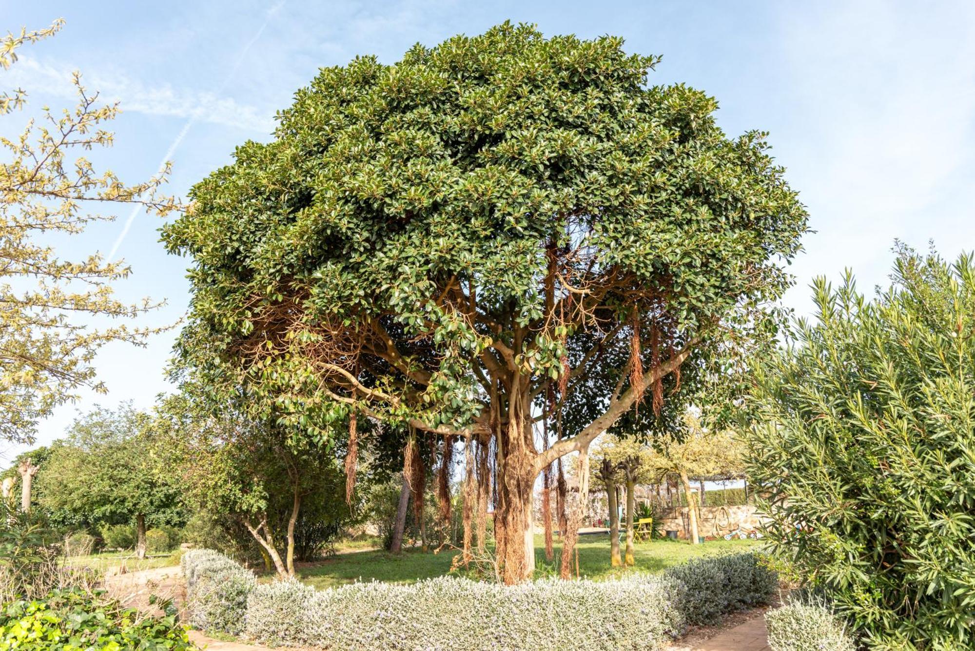 Agroturismo Can Pere Rei Son Serra de Marina Exterior foto